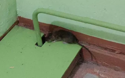 Уничтожение мышей в подъезде жилого дома на ул. Ленина д.27