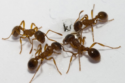 Уничтожение муравьев   в Электрогорске 