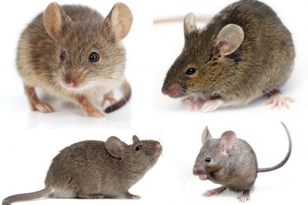 Уничтожение (дератизация) мышей   в Электрогорске 