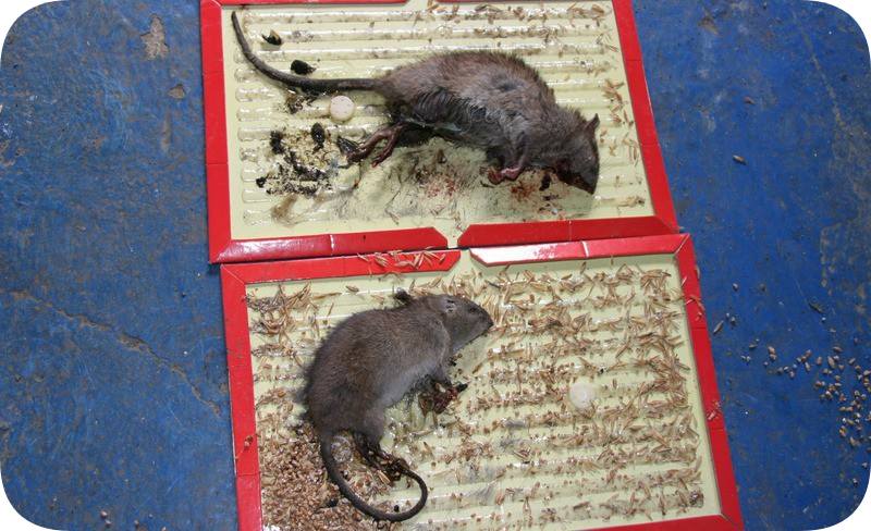 методы уничтожения крыс и мышей