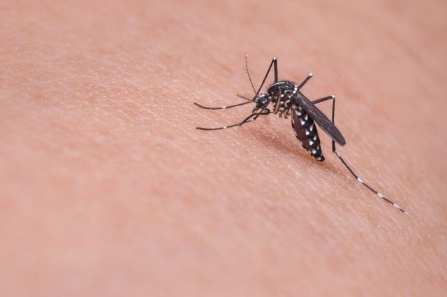 Уничтожение комаров СЭС